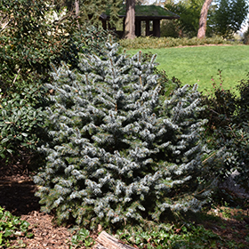 Plant Photo 8