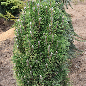 Plant Photo 8