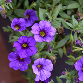 Plant Photo 7