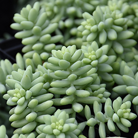 Plant Photo 8