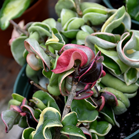 Plant Photo 10