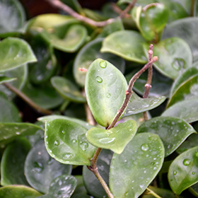 Plant Photo 8