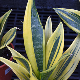 Plant Photo 7