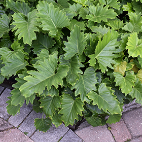 Plant Photo 5