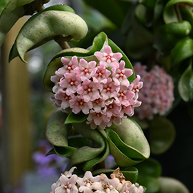 Plant Photo 9