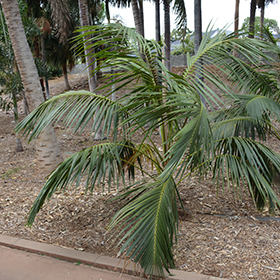 Plant Photo 5