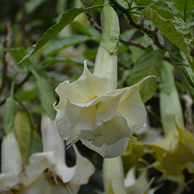 Plant Photo 3