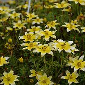 Plant Photo 7