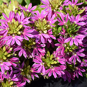 Plant Photo 4