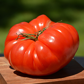 Plant Photo 9