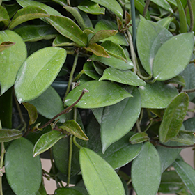 Plant Photo 7