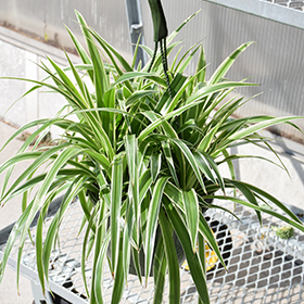 Plant Photo 1