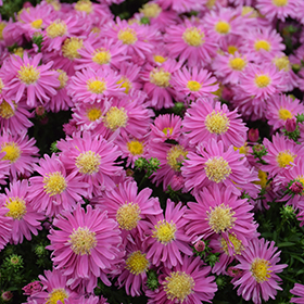 Plant Photo 9