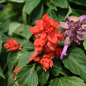 Plant Photo 3