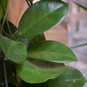 Plant Photo 6