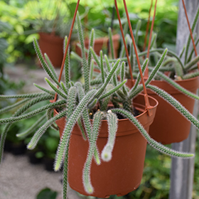 Plant Photo 6