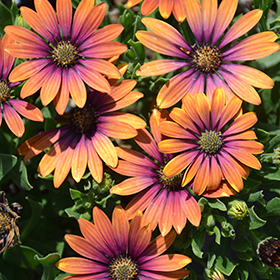 Plant Photo 1