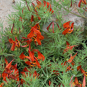 Plant Photo 9