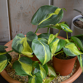 Plant Photo 10