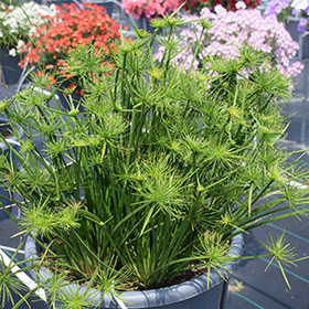 Plant Photo 9