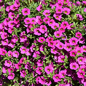 Plant Photo 2