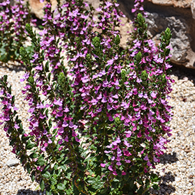 Plant Photo 6